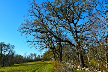 Hiking trai next to a meadow and bellow large downy oak (Quercus pubescens) trees at Kras