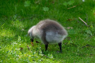 The barnacle gosling (Branta leucopsis) 