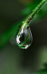 water drop hanging from green leaf