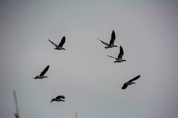 Flying Barnacle Geese (Branta leucopsis) 