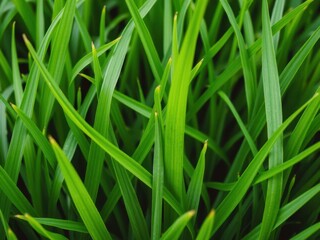 Close-up shot of vibrant green grass blades, showcasing a lush and natural texture, natural, green