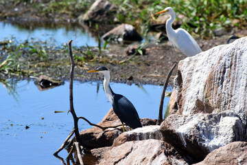 Pied Heron (Egretta picata) the heron is a long-legged, long-necked, freshwater and coastal bird seen on the shore of the Yellow Water Billabong in Kakadu National Park, Northern Territory, Australia