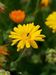 bee on yellow flower