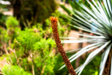 2024 03 10 Marrakesh moroccan flower 16