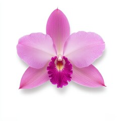 Fototapeta premium Stunning White and Pink Cattleya Orchid Isolated on White Background for Botanical and Floral Design Needs