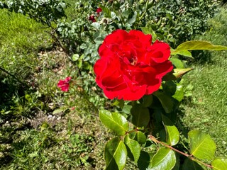 Beautiful red rosa Roter Korsar blooms in garden. Beautiful red flower close-up. Red bud center part. Andalusian red rose. Red Roses Rosa 'Roter Korsar' summer garden flowering shrub.
