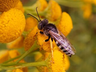 bee on a flower