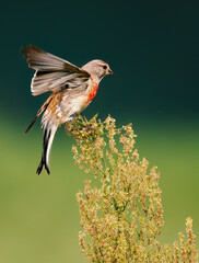 red backed shrike