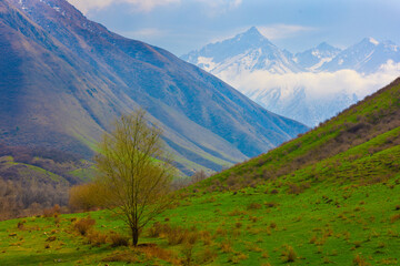 Majestic Mountain Landscape at springtime