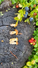 still life, mushrooms and berries grow on a stump in the forest