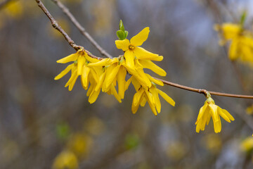 Chinese witch hazel (Hamamelis mollis). Bare tangled branches bearing clusters of flowers with yellow ribbon-shape