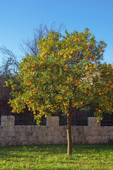 Fototapeta premium Tangerine tree with ripe fruit in orchard on sunny day