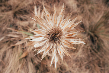 High mountain flower called Rose of the Snows in the middle of the forest with vegetation dry due to winter, with a background in ochre colors