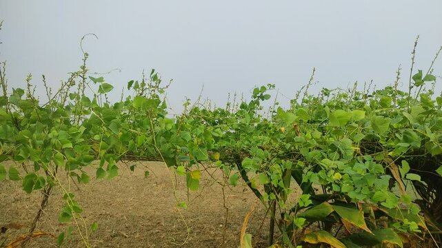Beautiful hyacinth bean Plant in india. Green hyacinth bean Agriculture.