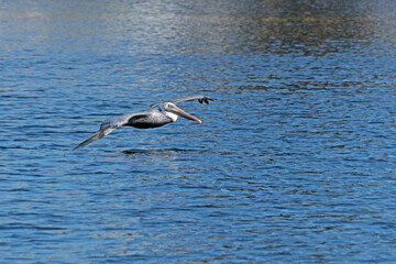 Brown Pelican gliding low to the water at an inland lake.