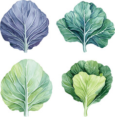 watercolor Cabbage Leaves set on white. Salad leaves vector watercolor set. Hand drawn illustration. Different types of salads.