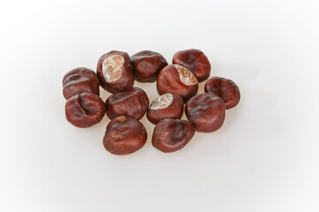 A chestnuts on a white background