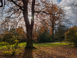 Fototapeta premium Herbstspaziergang durch den Alten Botanischen Garten