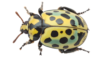 An exotic yellow and black beetle with green spots, isolated on a transparent background.