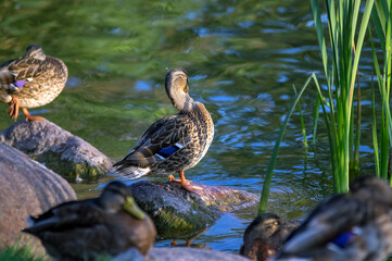 Dzika kaczka na kamieniu na tle jeziora układająca się do snu. © Monika