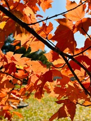 autumn maple leaves