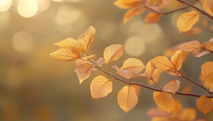 Fototapeta premium Delicate Autumn Leaves Illuminated by Warm Sunlight