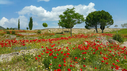 Poppies growing wild at the ancient helenistic ruins of Hieropolis in Southern Turkey