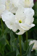 Tulip Super Parrot flower
