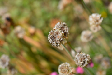 Sea Thrift Dusseldorf Pride seed head