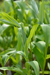 Star flowered lily of the valley leaves