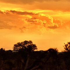 Environment, trees and clouds with sunset in nature for summer, travel explore and conservation park. Sustainability, ecology and adventure with landscape for field for ecosystem, sky and view