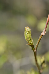 Persian ironwood leaf bud