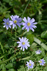 Apennine anemone flowers