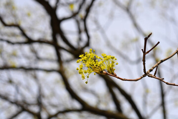 Norway maple branch with flowers