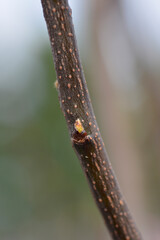 Quince branch with bud