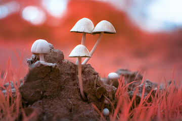 Incredible and Beautiful Infrared 590nm Macro Photography of Mushrooms with Vibrant Red Background Colors and Detailed Texture in a Natural Setting