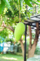 Close up of Fresh green Mangoes hanging on the mango tree in a garden farm,Bunch of mango with blur leaf background with sunlight background harvest fruit thailand,copy space..