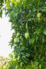 Close up of Fresh green Mangoes hanging on the mango tree in a garden farm,Bunch of mango with blur leaf background with sunlight background harvest fruit thailand,copy space..
