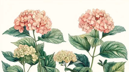 Gordijnen A botanical illustration of hydrangea flowers with detailed leaves. © Budi