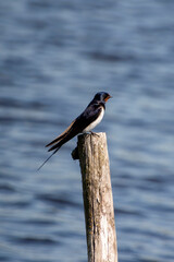 Swallow (Hirundo rustica)