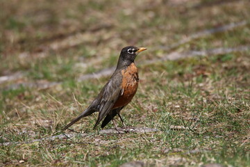 Bird avian water river lake heron snowy egret great blue yellow leg shore birds 