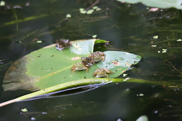 frog in the pond