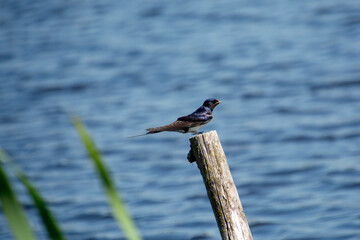 Swallow (Hirundo rustica)