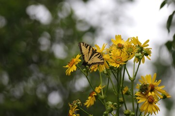 butterfly on a flower