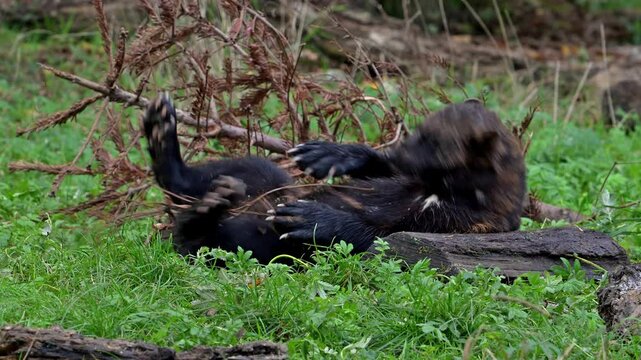 Wolverine / glutton (Gulo gulo) rubbing its back and belly by rolling over in the taiga, native to Scandinavia, western Russia, Siberia, Canada and Alaska