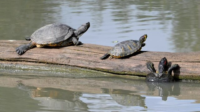 Yellow-bellied sliders and red-eared terrapin climbing on fallen tree trunk in pond, land and water turtle native to the southeastern United States