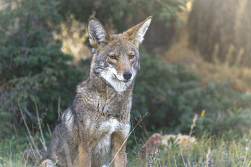 Fototapeta premium Coyote non happy