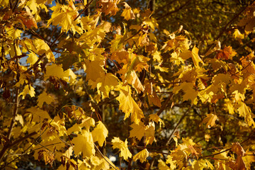 Experience the Vibrant and Beautiful Autumn Leaves in Stunning Golden Hues of Nature