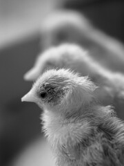 Infrared Photography at 590nm in black & white of Baby Fluffy Delicate Chicks looking away from the camera in a row of three