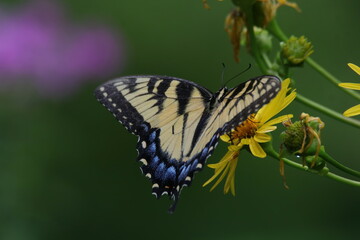 butterfly on a flower